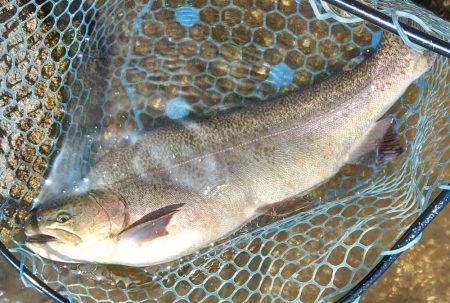 ミノーイングを楽しむ ～フィッシングパーク高島の泉～
